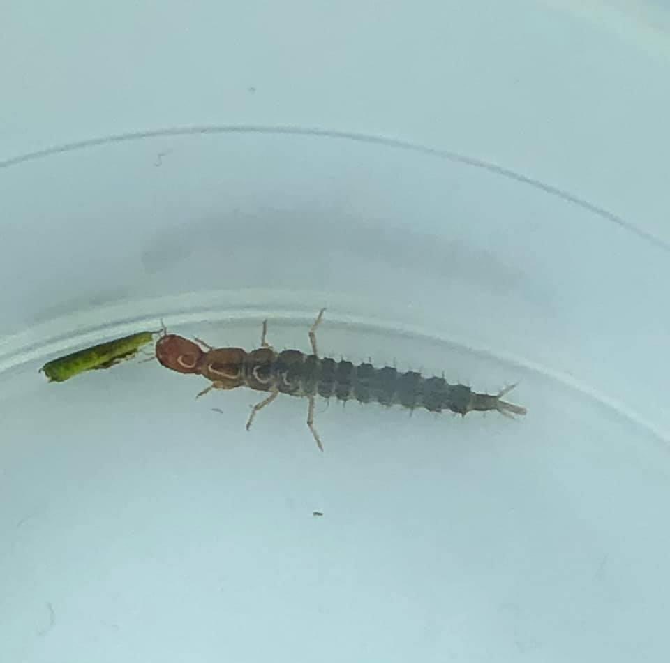 nansicamd's tweet photo. ringlegged earwig. - scientific name: Euborellia annulipes @IoloWilliams2  ? https://t.co/iPN4CIrcQp