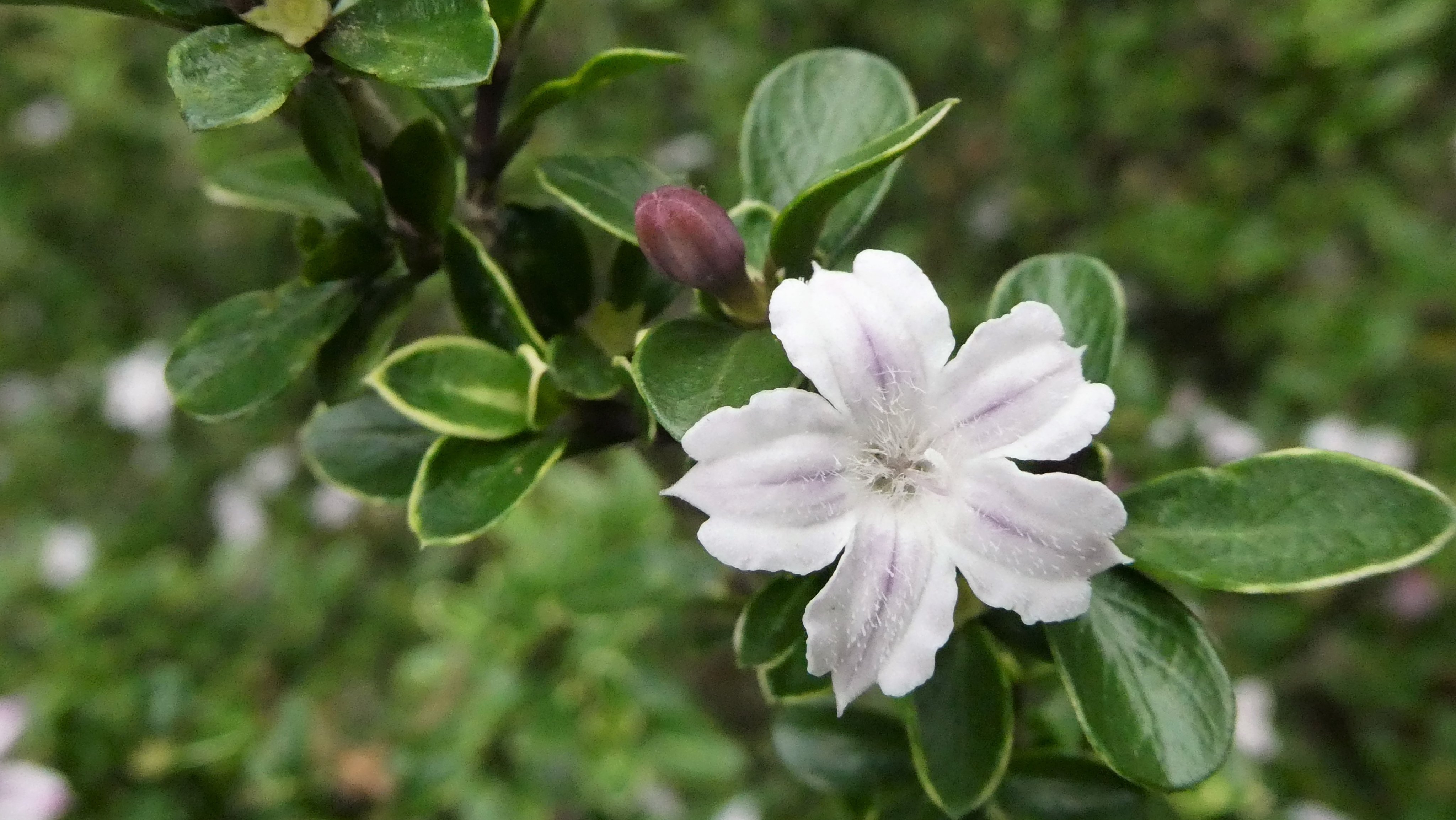 تويتر Hanamama على تويتر 白丁花 ハクチョウゲ T Co Ix0cu9gvru