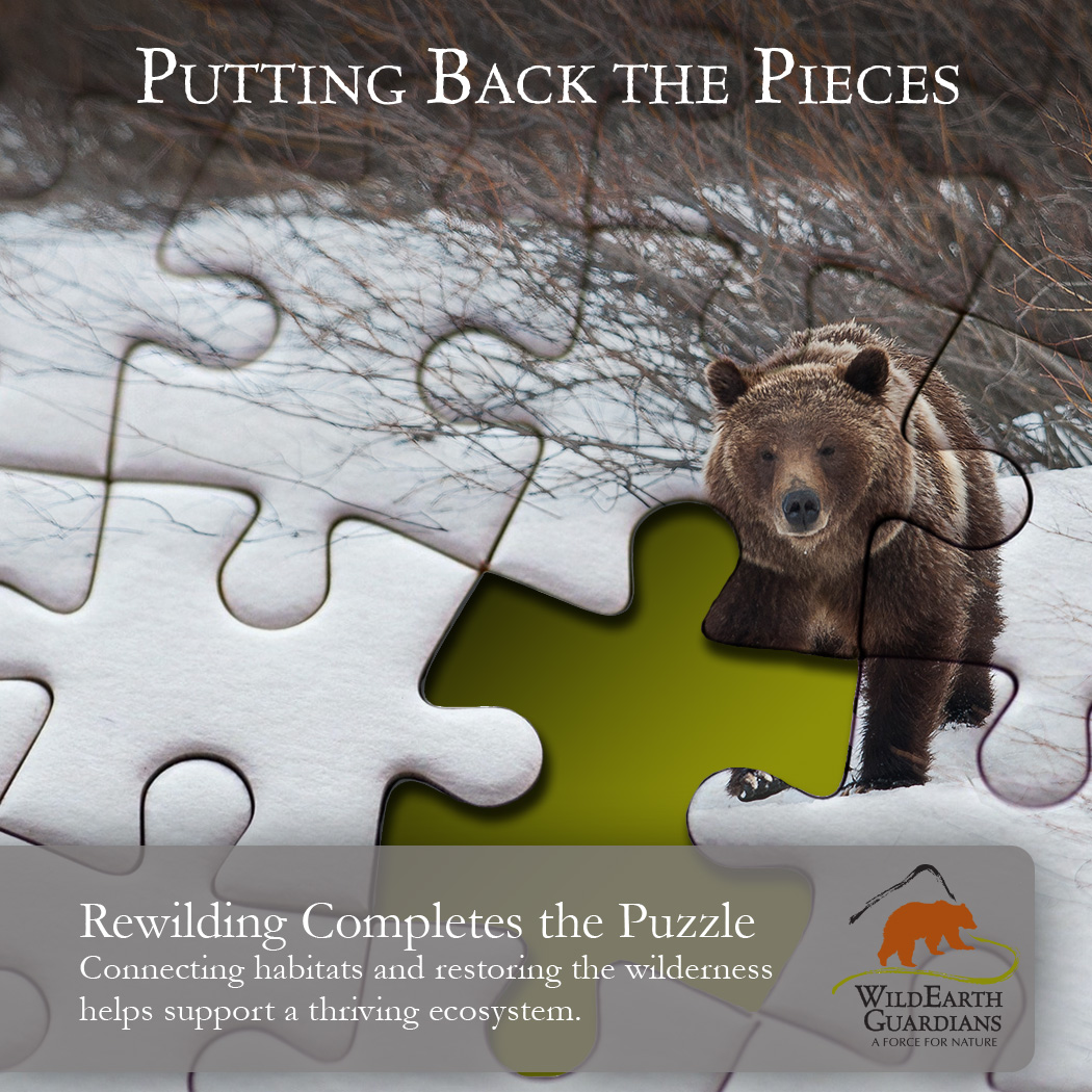 wildearthguard's tweet image. When damaged #publiclands are rewilded, clean water and #wildlife habitat are protected and a resilience to #climatechange begins to be built. Urge the U.S. Forest Service to focus on rewilding and genuine restoration, not more resource extraction: guardiansaction.org/rewilding