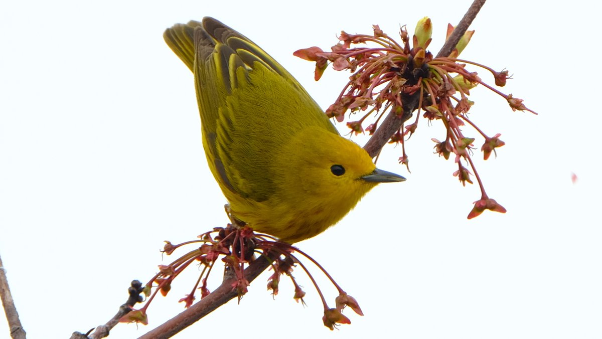 366Birds's tweet photo. Caught this gorgeous #YellowWarbler looking glamorous on a budding branch...totally worth the sore neck!

#NSBirds #Warblers #BirdPhotography #NaturePhotography https://t.co/lizxy9o2MW