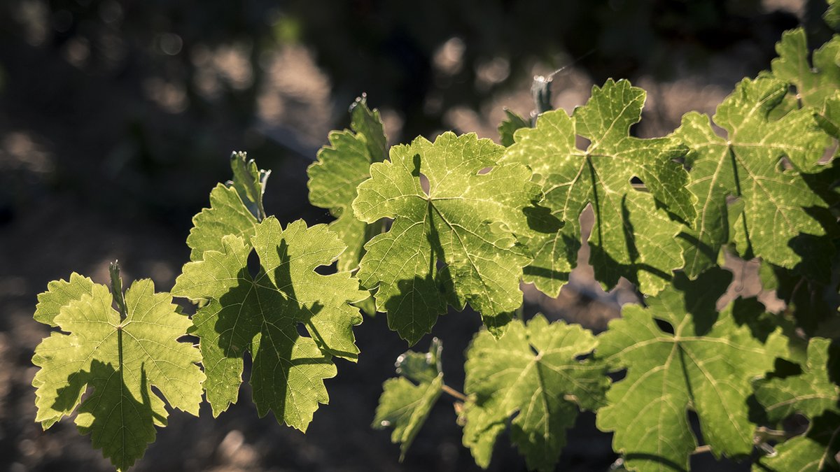 El viñedo.

Tinta de Toro en estado puro.

#tinta #tintadeToro #viñedo #ViñaGuareña #Munia