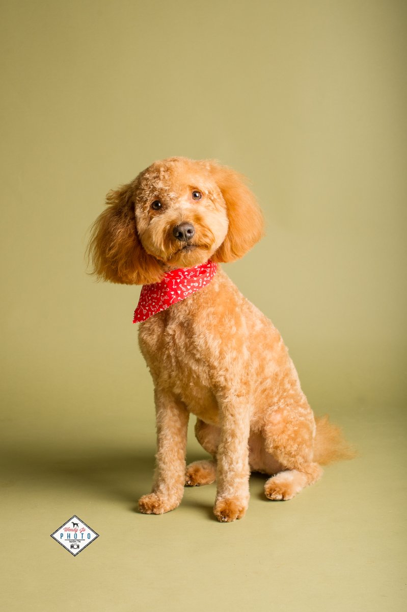 Wobarr's tweet photo. No matter what your dog's "background" may be, professional photos will let their pedigree &amp; personality show thru.
#petphotographer #pets #petsarefamily https://t.co/QcNMChCpE3