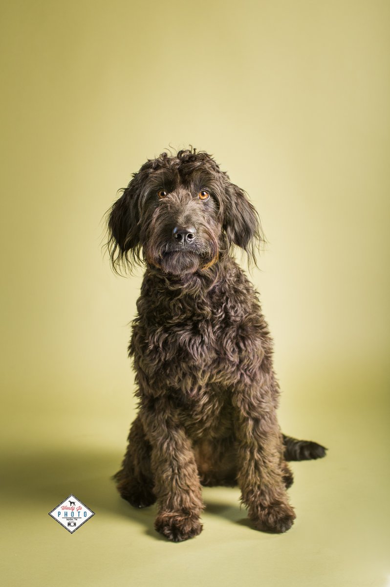 Wobarr's tweet photo. No matter what your dog's "background" may be, professional photos will let their pedigree &amp; personality show thru.
#petphotographer #pets #petsarefamily https://t.co/QcNMChCpE3