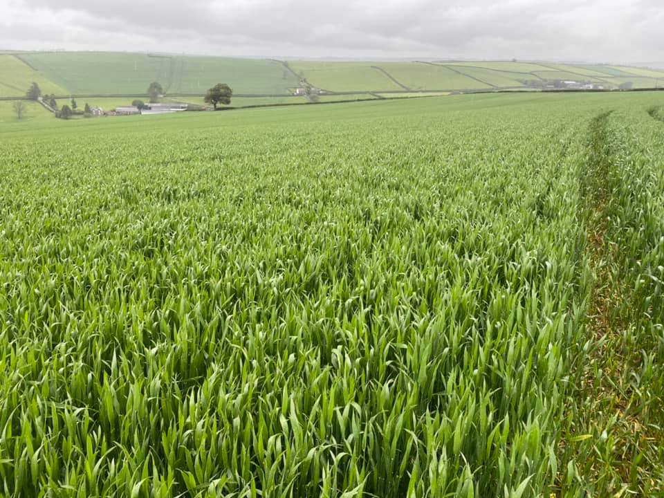 Pearce__Dairy's tweet photo. Annapolis put in after maize, crop progressing well, flag leaf emerged https://t.co/v4WJH6KDsc