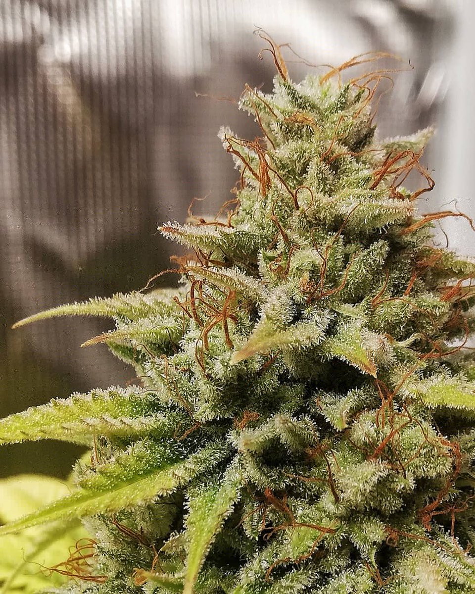 Eva Seeds tweet media