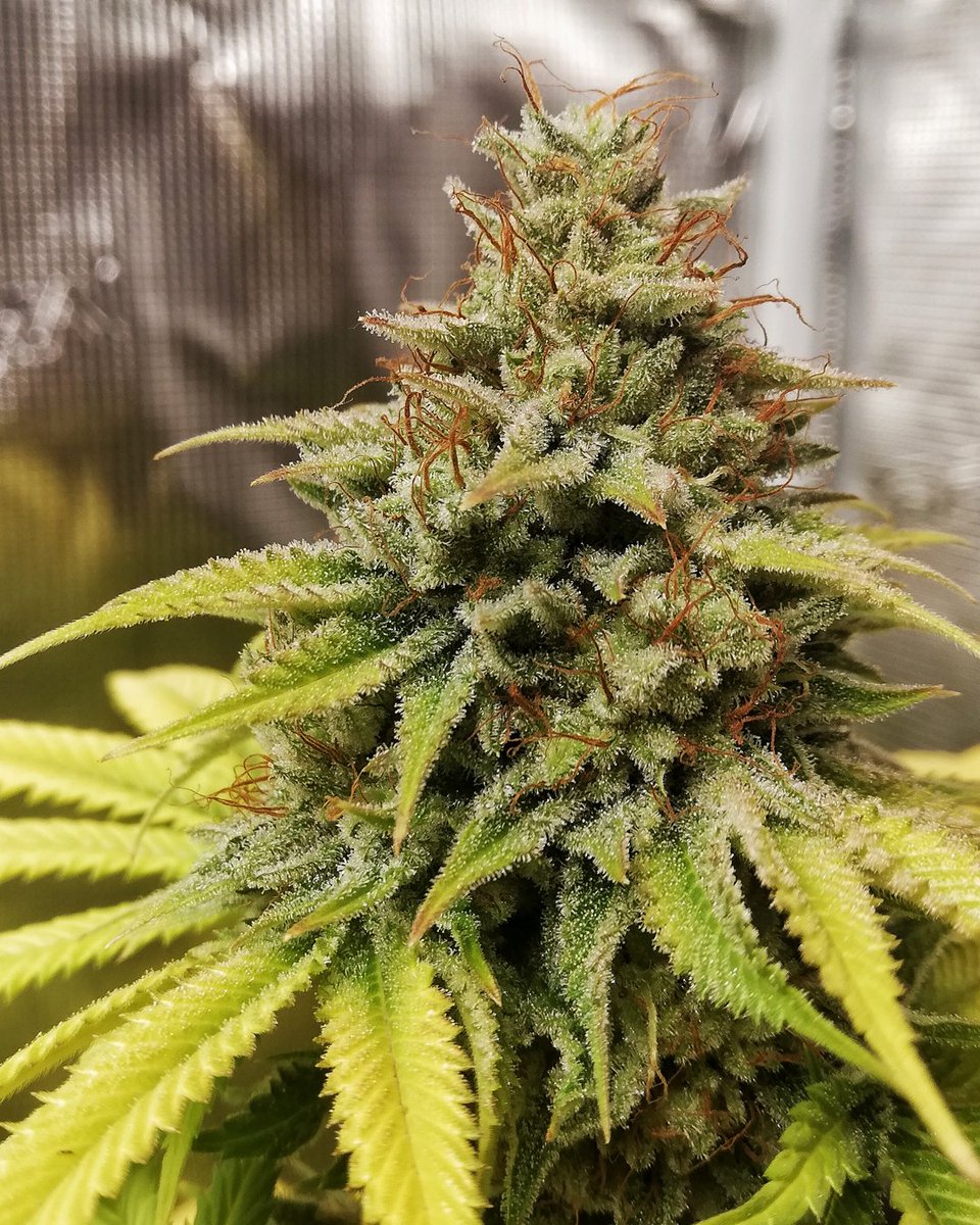 Eva Seeds tweet media