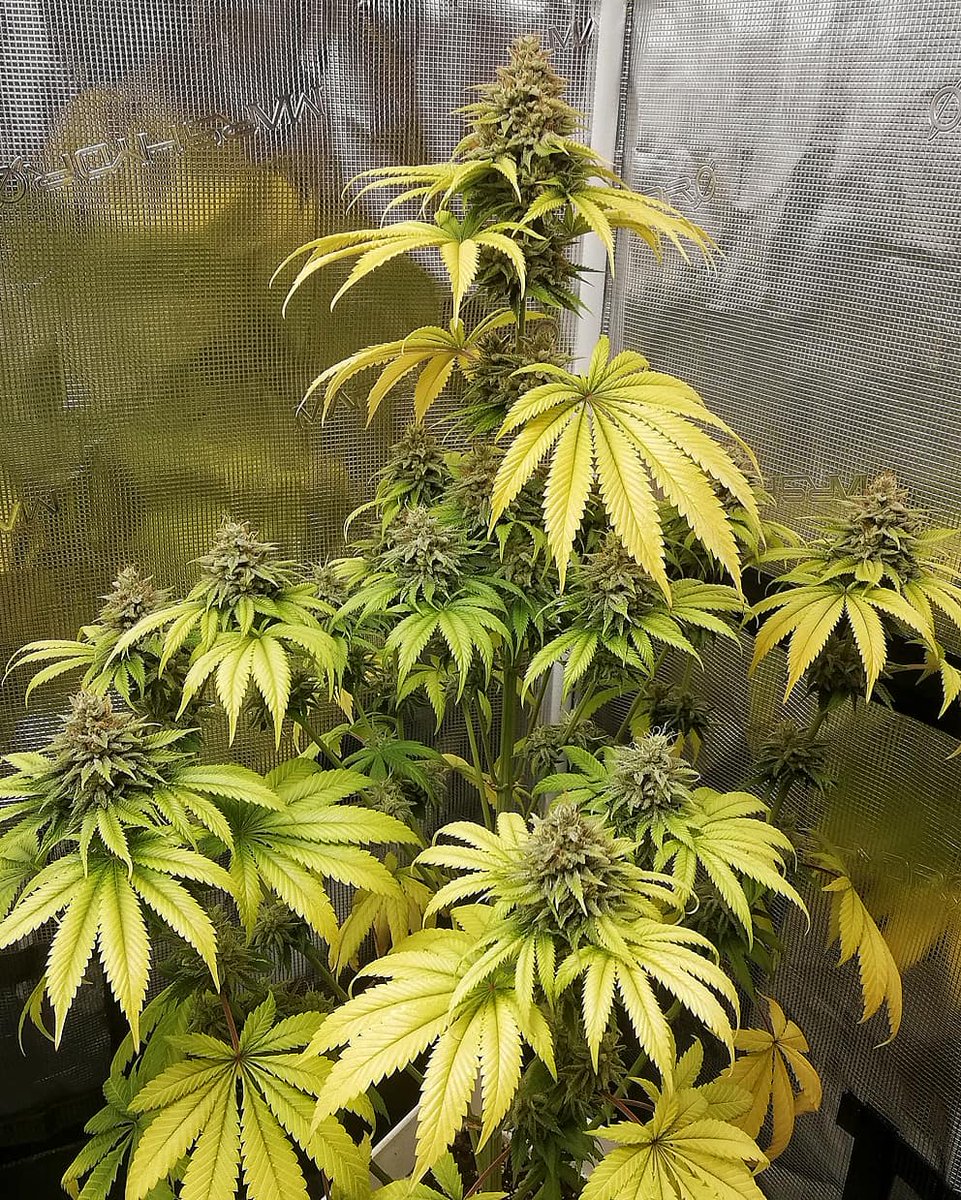 Eva Seeds tweet media