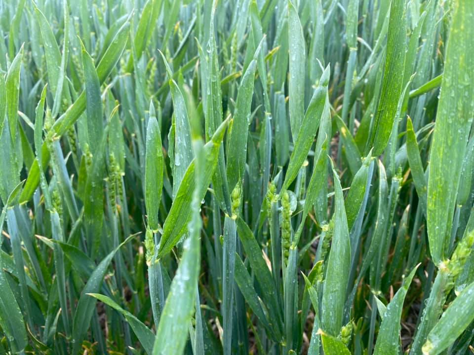 Pearce__Dairy's tweet photo. Ears popping out on Extase! https://t.co/YCFkWBL4Qf