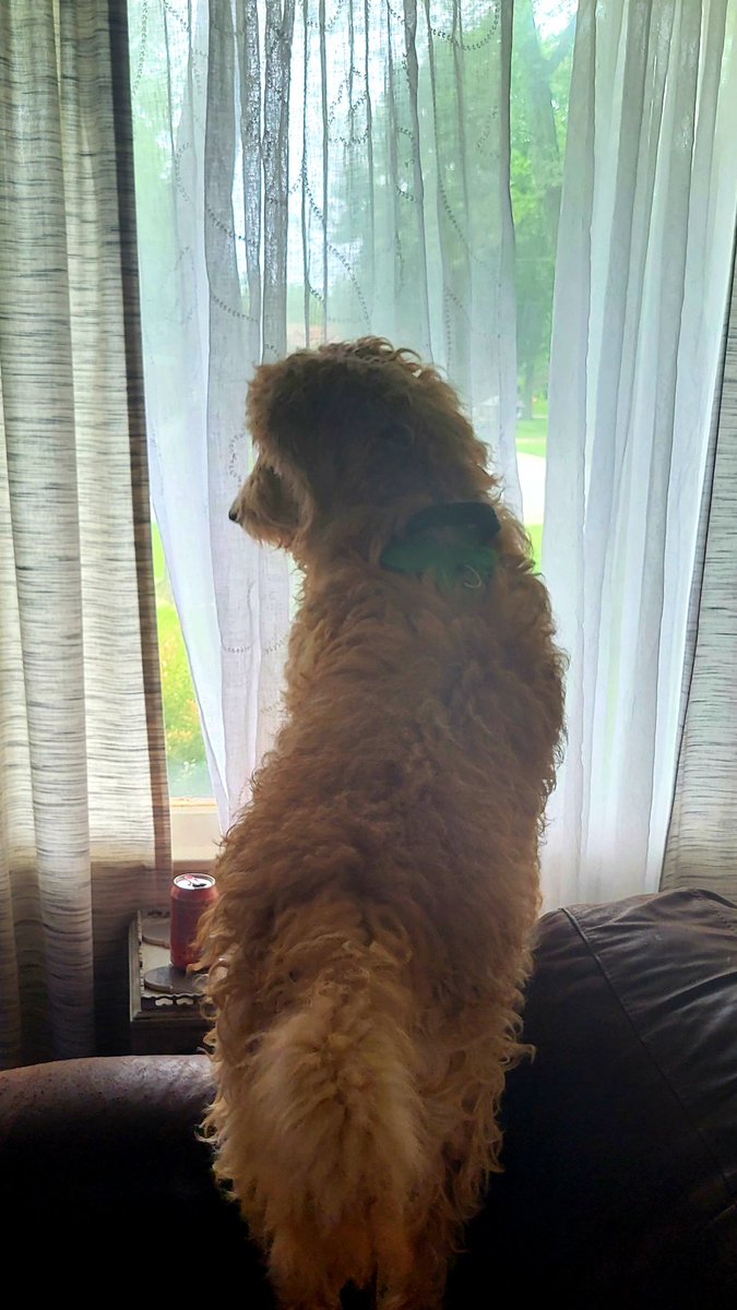 KittyCat1964's tweet image. He's like, over the shoulder, saying, "Ummm, let @Nextdoor know there's a situation goin on out here." 😗🏠 #doodlewatch #windowdog #neighborhoodwatch #noseyneighbor  #dogsoftwitter