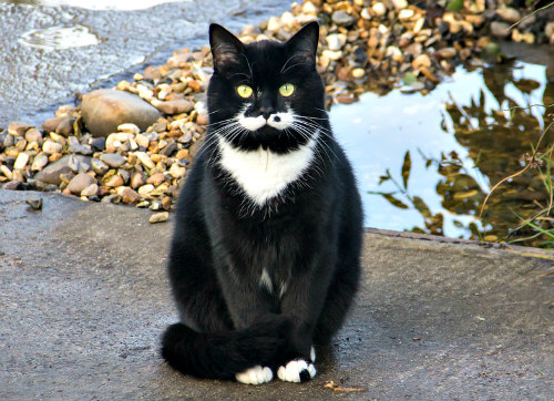 You know you're a crazy cat woman when…you strike up conversations with new cats on the street.
