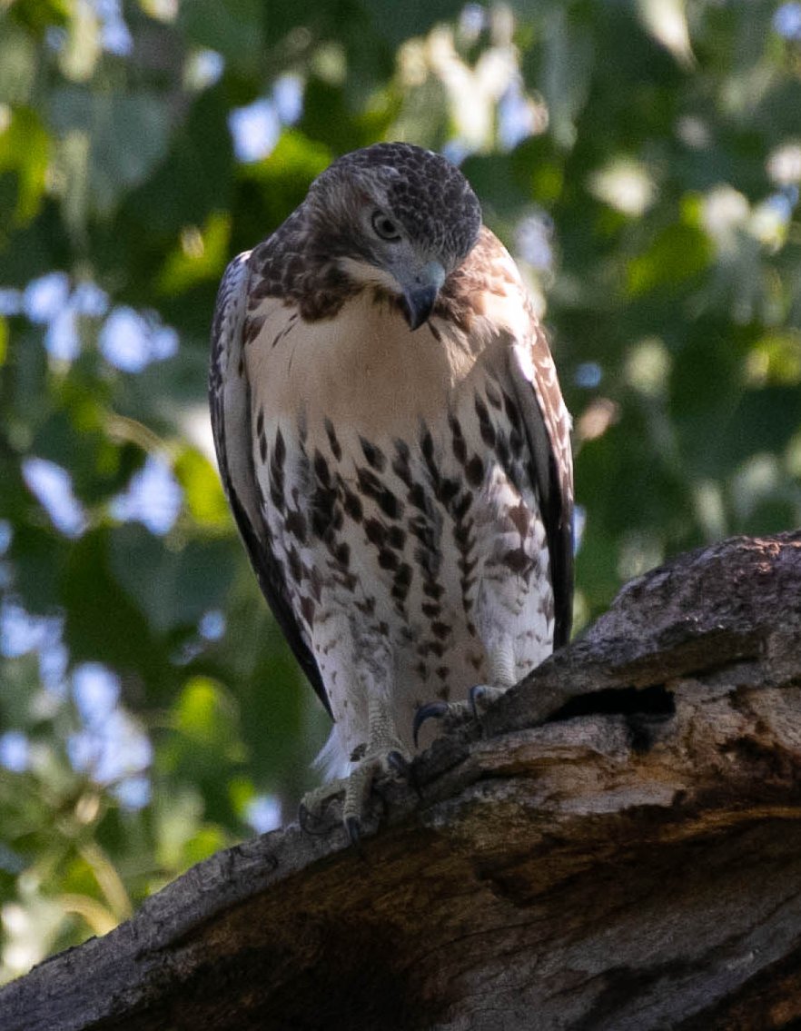 DarkWaterPhotos's tweet photo. Red Tailed Hawk, on the hill in High Park. Toronto.
#Celebirdy #WildTO #CityofTO #RedtailsTO #SpringBirdFestival #HighParkNC #HighParkTO #TOParks #TORavines #WalkTO #TOBirdParty #BirdsCanada #ActiveTO #YYZ https://t.co/R5PMOspsUo https://t.co/rhz8DC5IWF