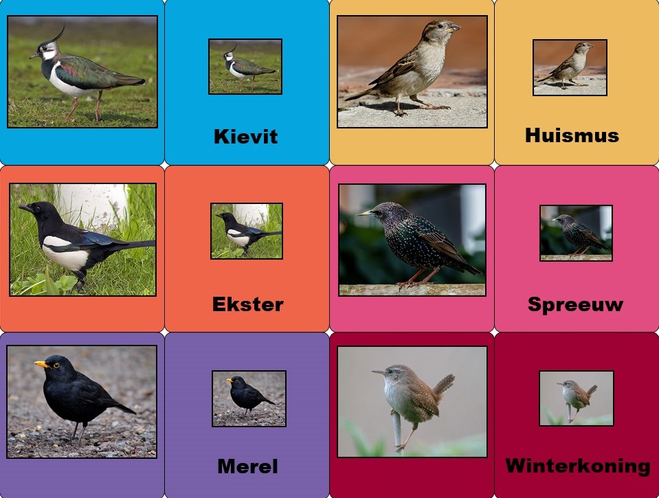 HvanSchie's tweet photo. Op de website van ICT-idee is nu ook een vogelmemoryspel verkrijgbaar. Met dit memoryspel leert u spelenderwijs de 36 meest voorkomende vogels in Nederland kennen. https://t.co/qjUEzSUmZq https://t.co/Y0QjCgXG0M