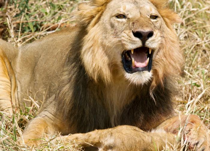 Может ли лев съесть льва. Лев в зоопарке. Может ли лев съесть льва. Может ли лев съесть льва. Может ли лев съесть льва.