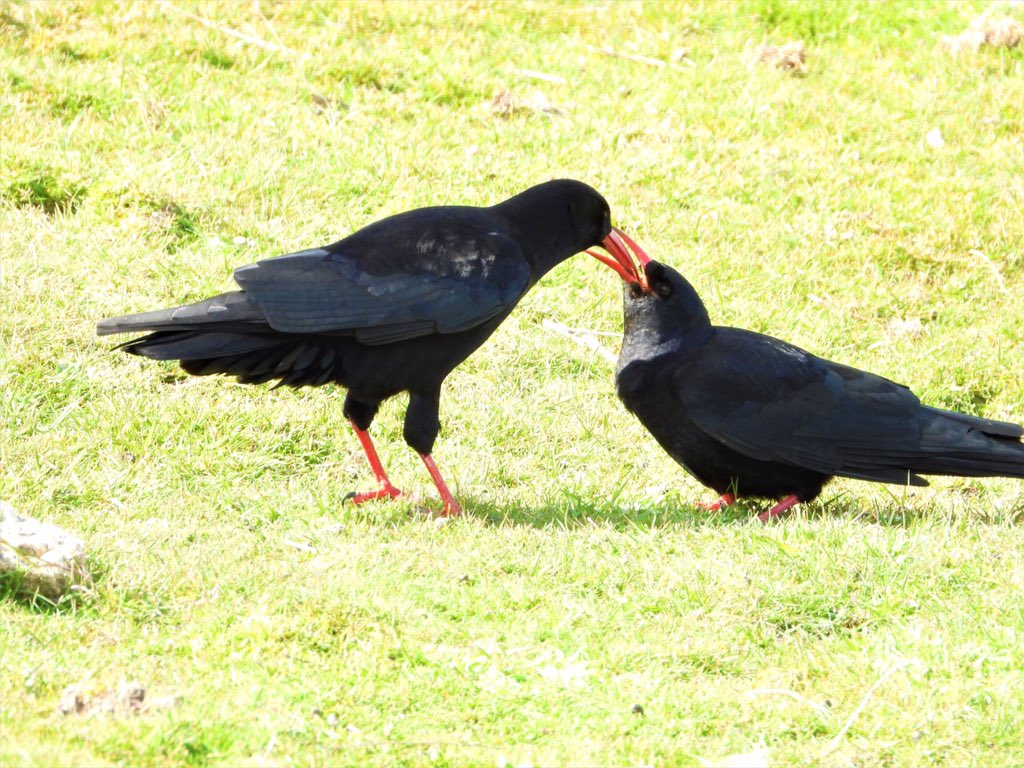 cornishchoughs's tweet image. Maybe this is a good time to share some cheery news! There has been a bumper number of chough pairings found by our volunteers &amp;amp; also with thanks to your sightings 👏🏻 the number is around the 40 mark which is incredible 💪🏻1/3