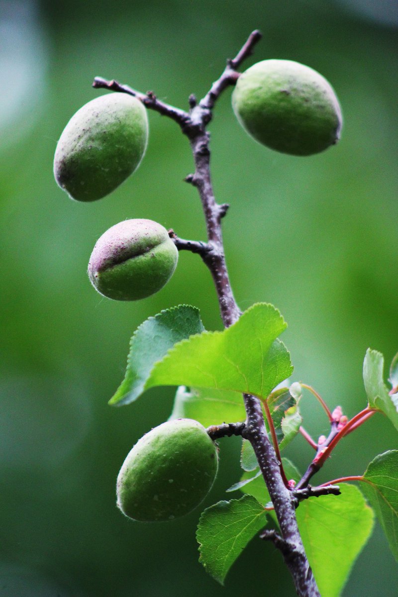 BeeeN214's tweet photo. 📷:Fresh &amp; Green Apricot
#CanonFrames https://t.co/u8InQg3JEx