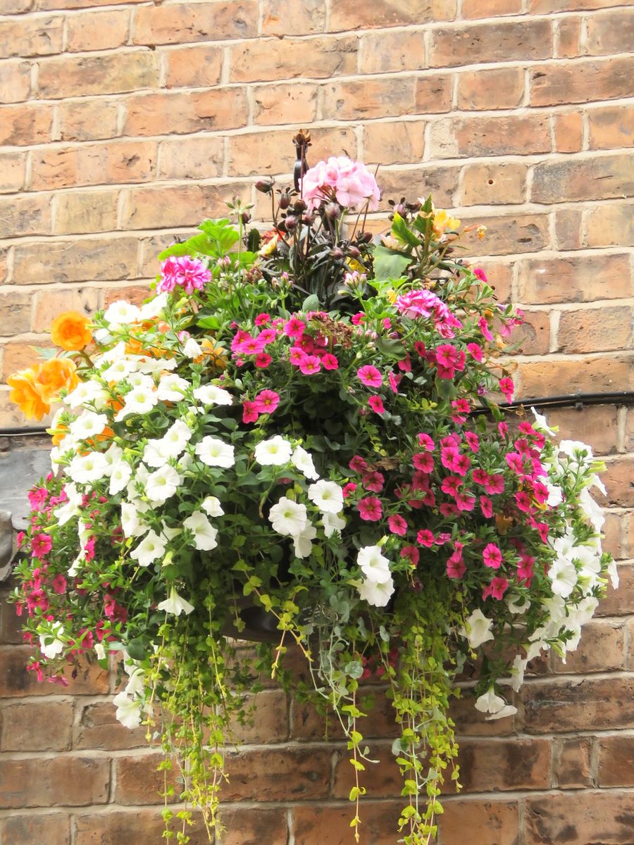 The @ShrewsburyTC hanging baskets will be going out around the town in June. Businesses in the town centre can order via over our website at: buff.ly/3fh9hjN
@OriginalShrewsbury members can order here: buff.ly/3hujVqa
Orders need to be placed before 28 May.