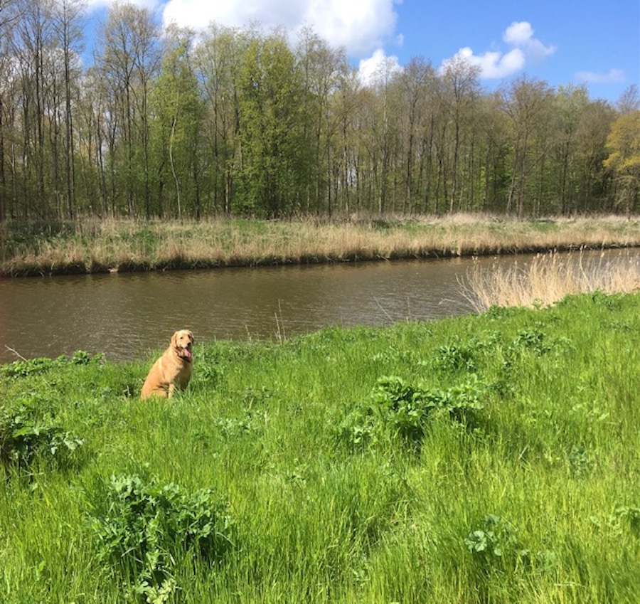 Hoera!!! We hebben weer een spik splinter nieuw losloopgebied toe kunnen voegen aan de DoggyDating app en website 😃😃😀 Een rustig gebied waar je et gemak 7,5 km kunt lopen en veel zwemwater voor je hond aantreft. Kijk snel op doggydating.com/losloopgebied-…