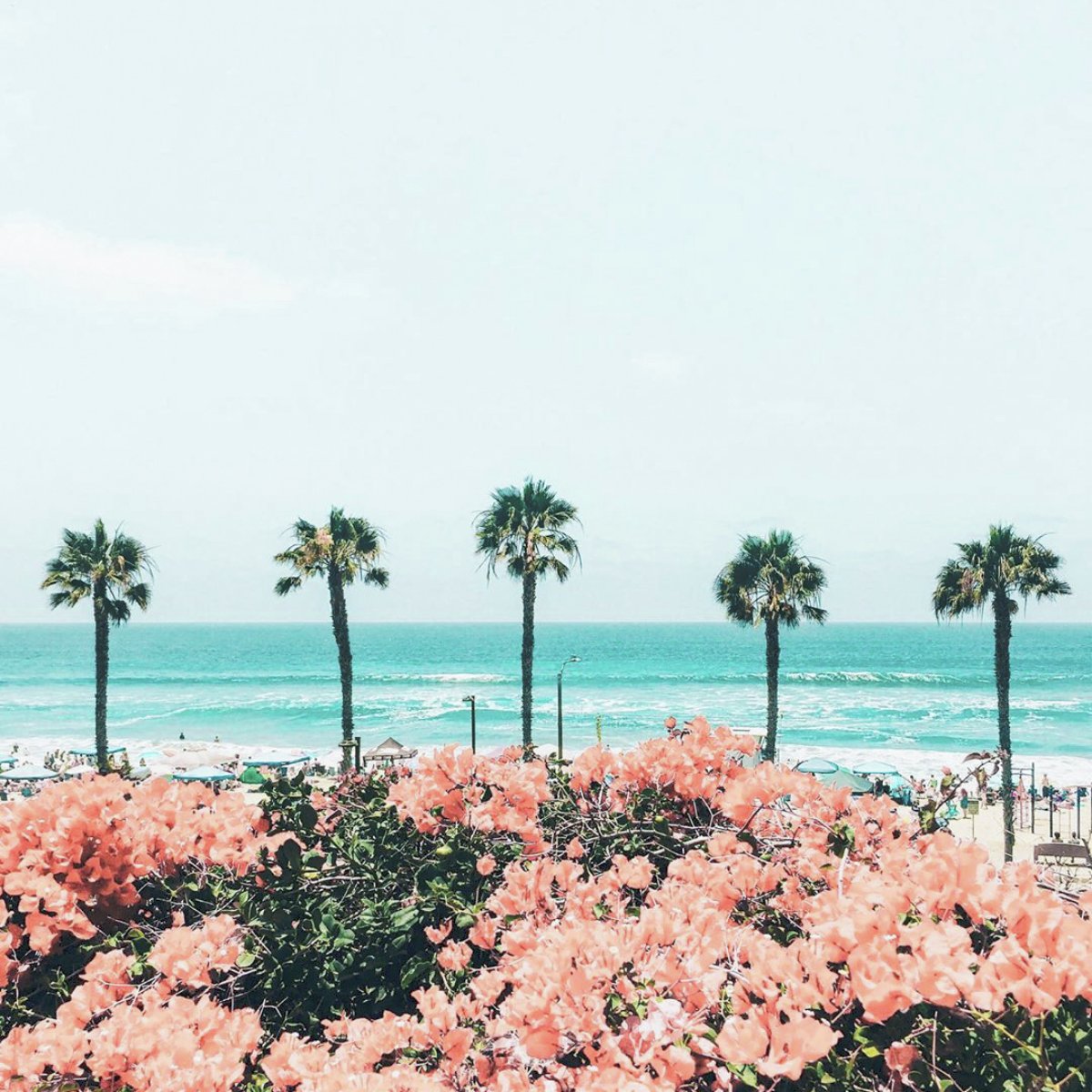 parakeetcafe's tweet photo. We are l u c k y to call San Diego home. Local SD birdies, where you at? 🤩 https://t.co/rTGloDvmqC