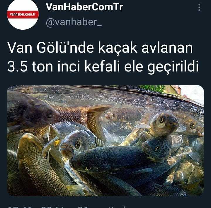 vanhabercomtr's tweet photo. #van #vanhaber #vanhabercomtr https://t.co/VPx22Z9dKt https://t.co/PHs8KNtZqa