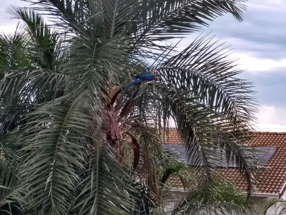 alexandreperes's tweet photo. #SDPconvening #PlantsofSDP View from my home office window. The birds are a couple of canindé araras (macaws). https://t.co/kEt4shbyZK