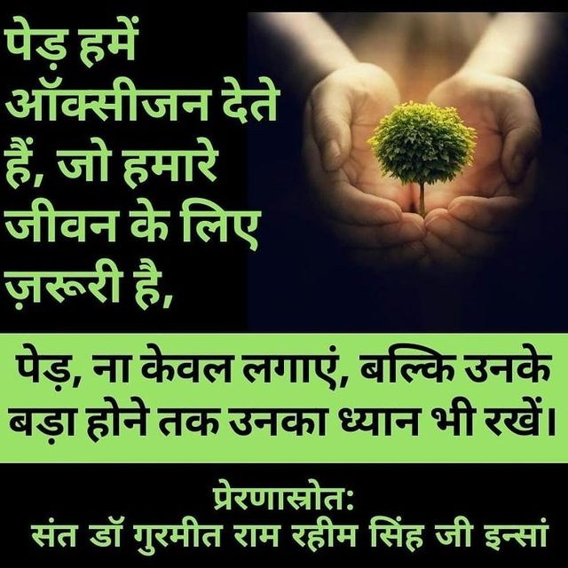 Plant more and more tree every year to #SaveNature. tree gives lots of things and save environment 
#PlantTrees
#NurtureTheNature
#NatureCampaign
#MyDutyForNature
#DeraSachaSauda
#SaintDrMSG
#SaintDrGurmeetRamRahimJi
#BabaRamRahim