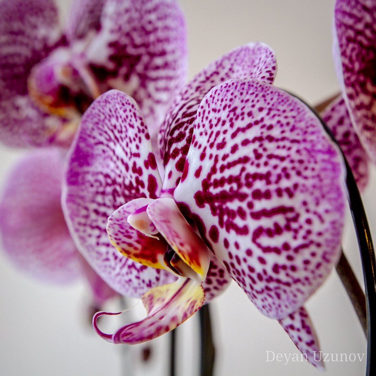 Purple Orchid Close Up
#loveorchids #floral #mostbeautifulflowers
