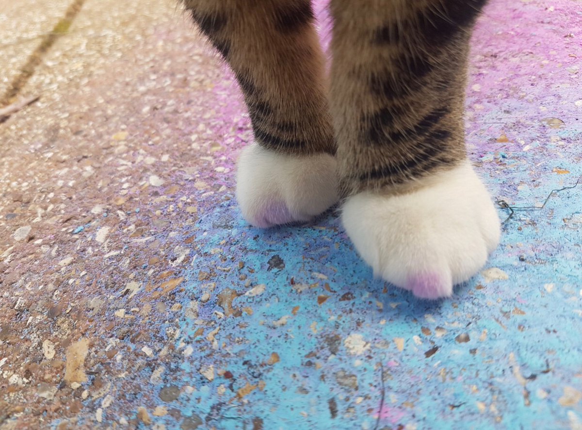 fanderanimals's tweet photo. Virgil Paws!! https://t.co/atdbmGzZd0