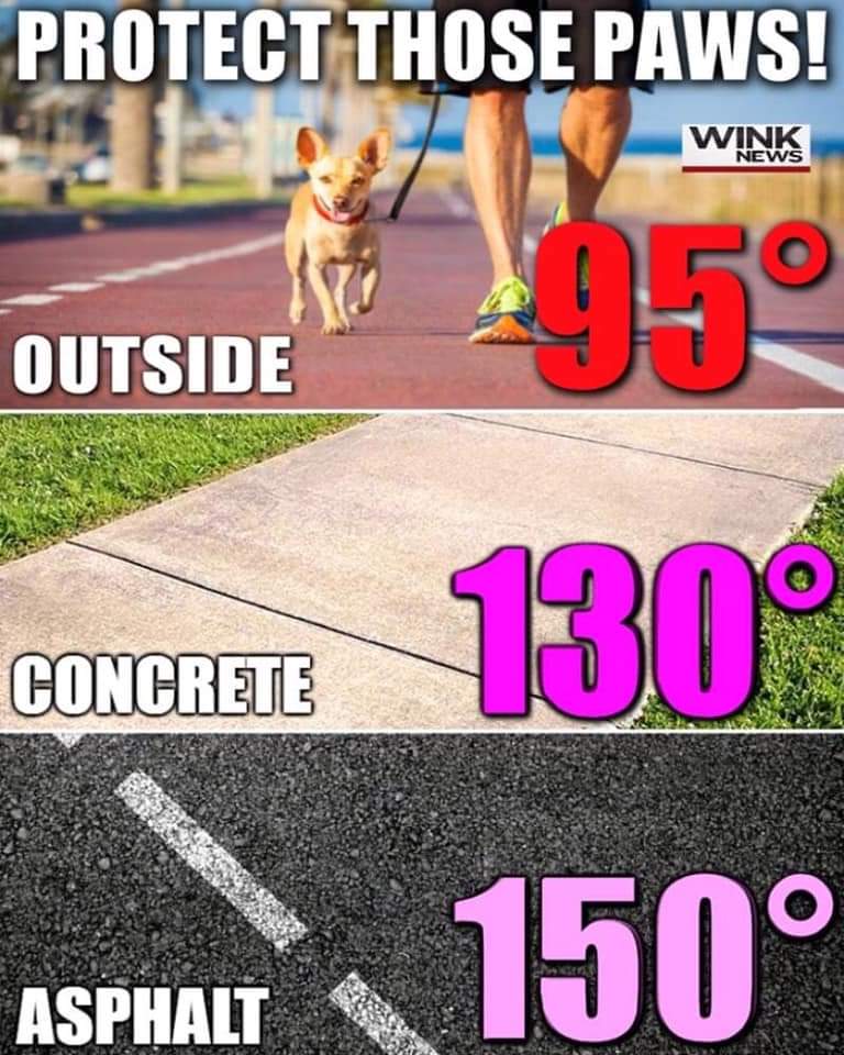 BURTPetSitters's tweet photo. It's getting ☀️🔥 rotect your pooches' feet when out for a walk. Find shady spots, grass or dirt to walk on. 

https://t.co/JOhKC3CSKs. 
404-860-2922 text 

#teachingtuesday #protectthepaws #hotlanta #atlanta #barkinguptherighttree #atlantapetsitting #atlanta #premierpetsitters https://t.co/keq4FlHsup