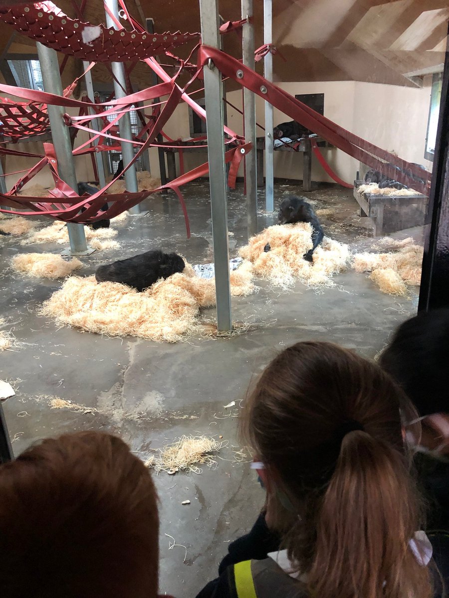 RydePrep's tweet photo. Yesterday our Year 3 pupils had a brilliant day at Monkey World in Dorset, lots to learn, see and enjoy being on school trips again! #RydeY3 #RydeJunior https://t.co/0xDYaouMvO