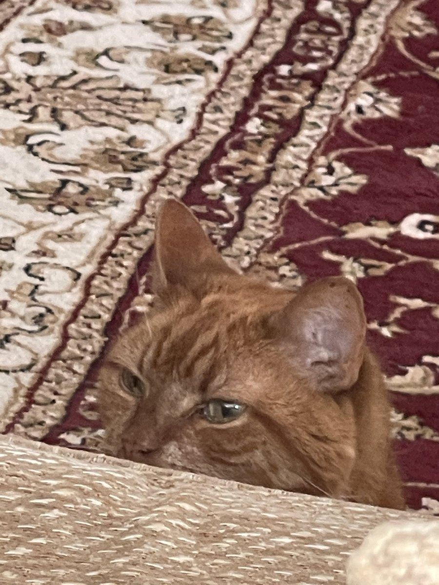 TubboTWO's tweet photo. He smells subway
He out to get me https://t.co/30t7gqV5jR