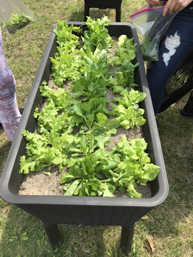 VLAofSCC's tweet photo. Student garden harvest at the VLA. https://t.co/SZT4ipC9ws