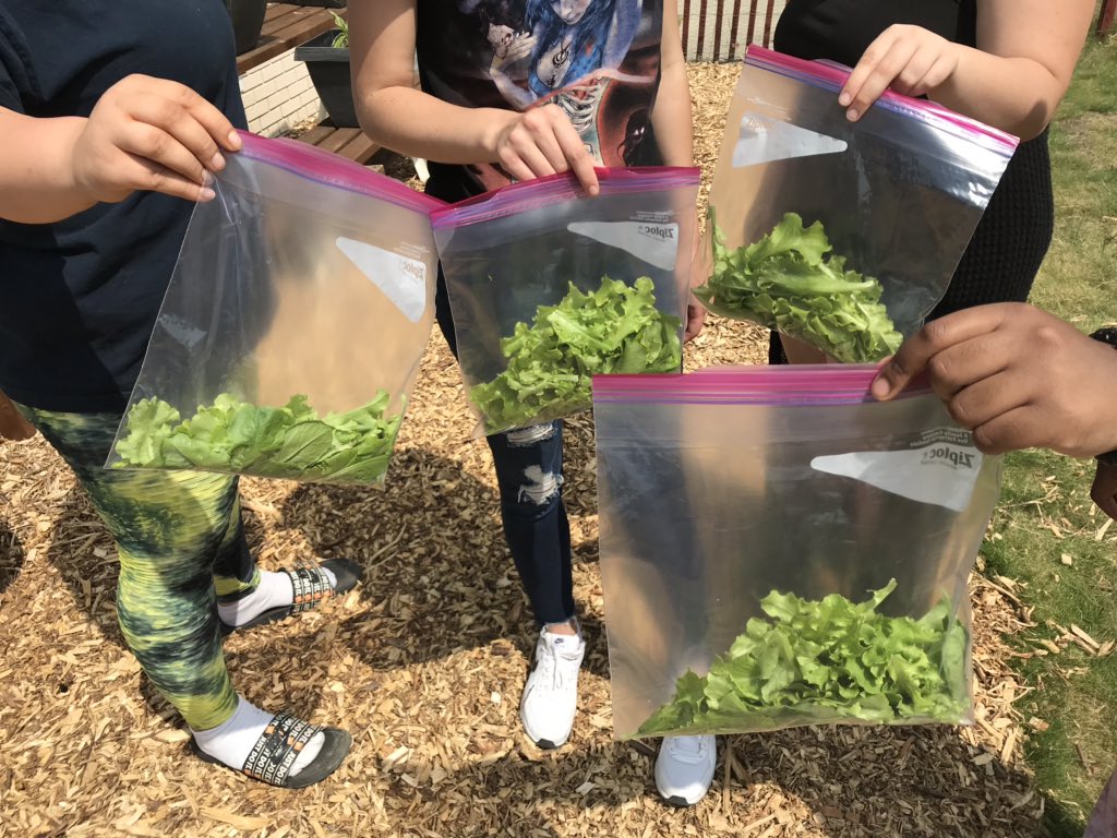 VLAofSCC's tweet photo. Student garden harvest at the VLA. https://t.co/SZT4ipC9ws