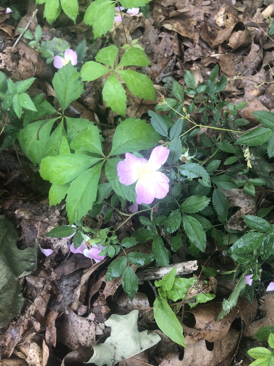 LadyRay120's tweet photo. @Jessun5 Jess, great week ahead. Pasture roses on my walk this morning. https://t.co/1QZFAEiNmj