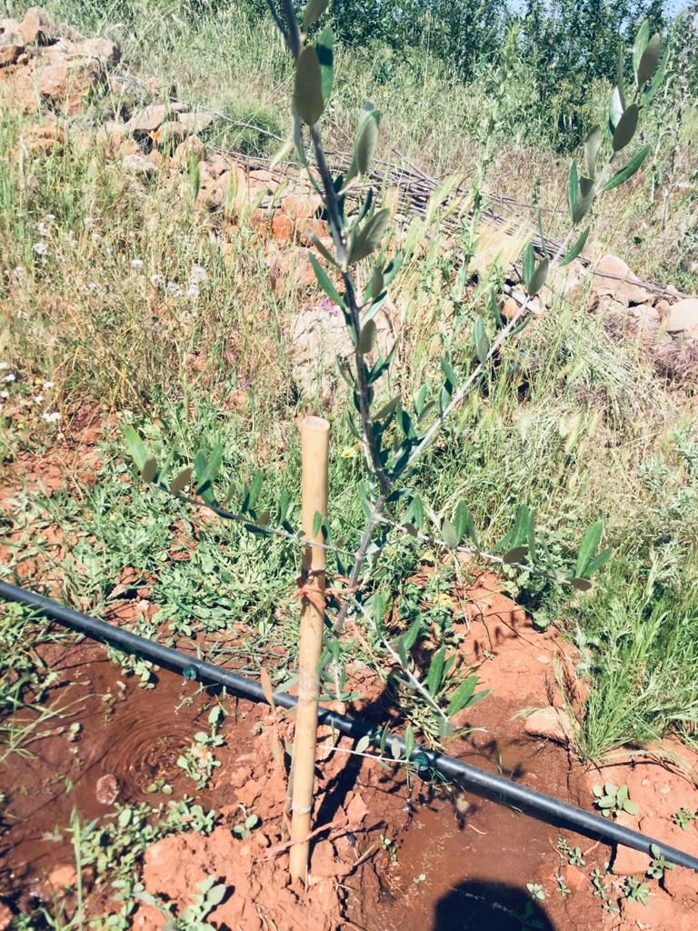 AtlasHigh's tweet photo. #Tree_monitoring is continuing in the Fez-Meknes region with #Association Beni Yazgha, located in El Menzel. A mobile application helps the #HAF team collect #data to report on #tree_growth and survival rates.
#Empower #farming_families in #Morocco https://t.co/a7pH9tWyY7 https://t.co/qfa5rXPRrm
