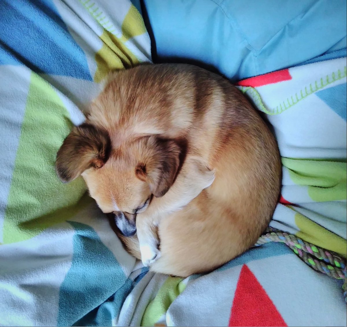 #dogbagel