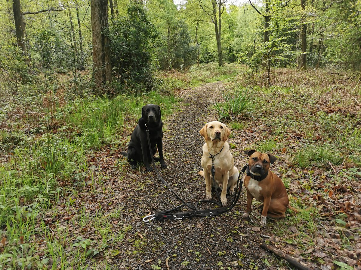 ivorydogwalking's tweet photo. Exploring new walks 🖤🐶🖤 #ivorydogwalking #dogwalking #dog #labrador #labradorretriever #staffordshirebullterrier #staffy https://t.co/eQX9MnvlTW