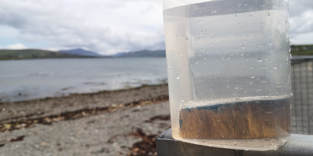 Goureen2020's tweet photo. A piece of the mystery Rossbeigh plank (see tweets below). Sinks immediately in seawater so quite a dense wood. Yellow in colour so possibly lignum vitae sapwood. End grain will be diagnostic so will polish and tweet an image. https://t.co/BpUQeho5NZ