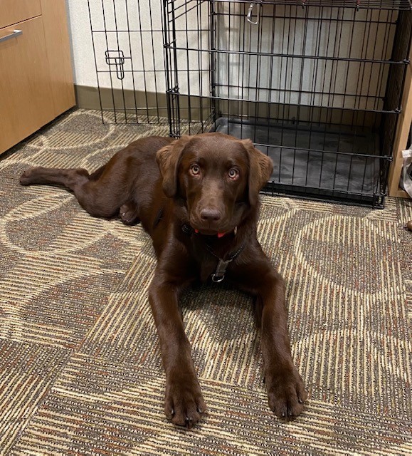 Our special vistor has had such a good day!  Roux has visited all of the classrooms and the kids have been so good with him.  I think his first day of school was a success!!!  #PikeProud