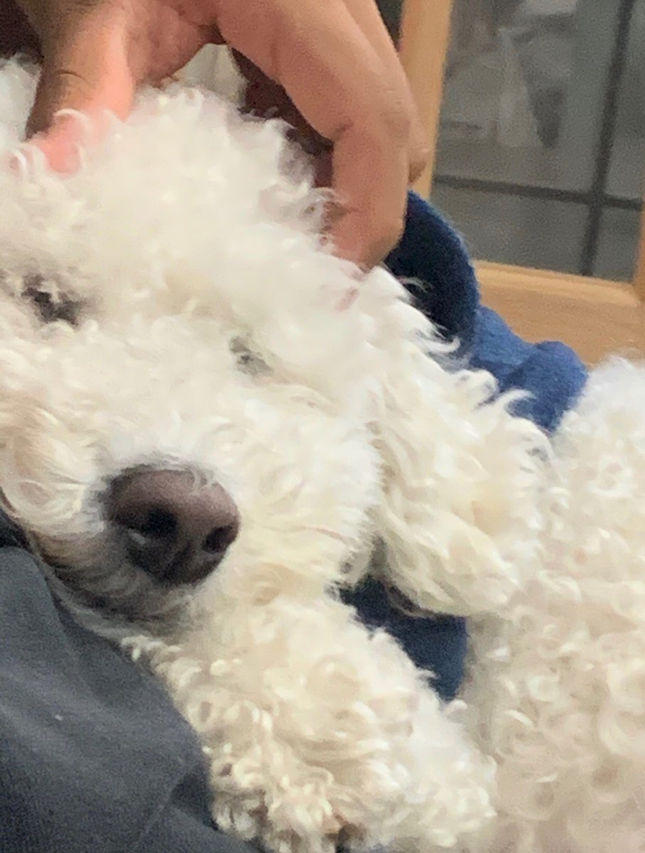 fanderanimals's tweet photo. This is Squishy!! What do you think, fanders?

Sent in by @tacocat24101 https://t.co/IY3AYp6A0Z