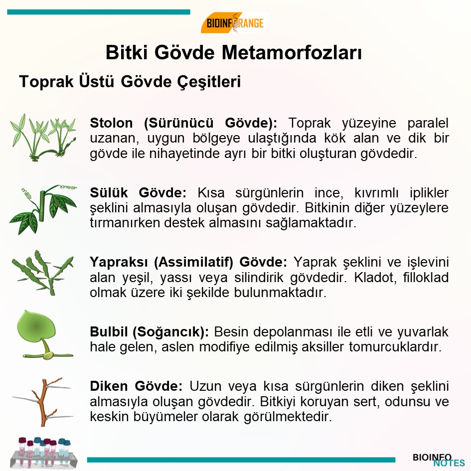 bioinforange's tweet photo. Bitki Gövde Metamorfozları hakkında bir #bioinfonotes paylaşılmıştır. #bitki #metamorfoz #plant #rizom #bulb #tuber #korm #stolon #bulbil #bilimlekalalım https://t.co/MG5gz9rGKi