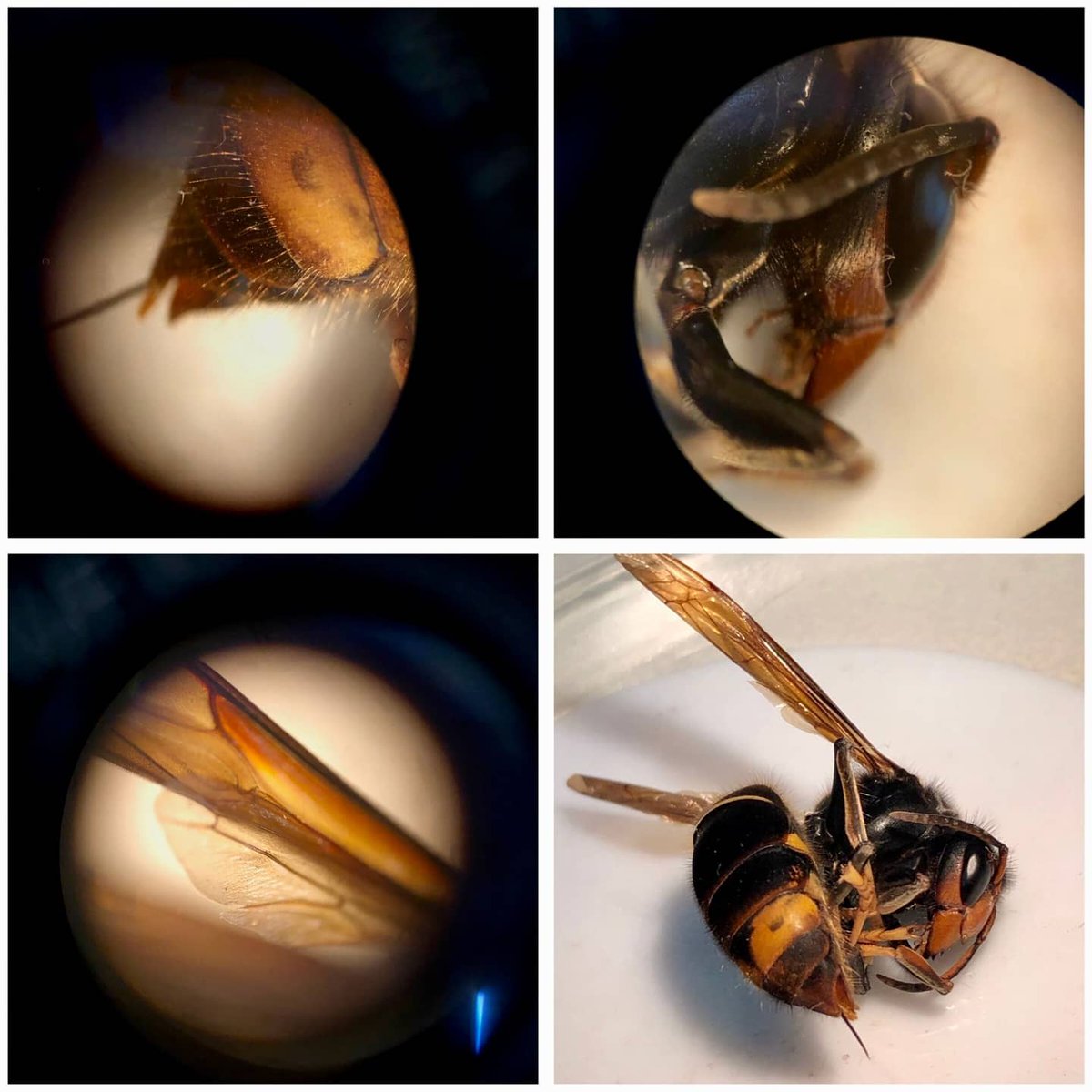 epiasabadell's tweet photo. A P3 ENS VISITA UNA ABELLA
La Marta, una mestra de l’escola, ens ha portat una abella perquè la poguéssim observar :hem pogut observar-ne les ales, la cara i el fibló amb la lupa binocular. Ens ha encantat!
#P3PIASABADELL
#INFANTILPIASABADELLL https://t.co/slkUaGddaS