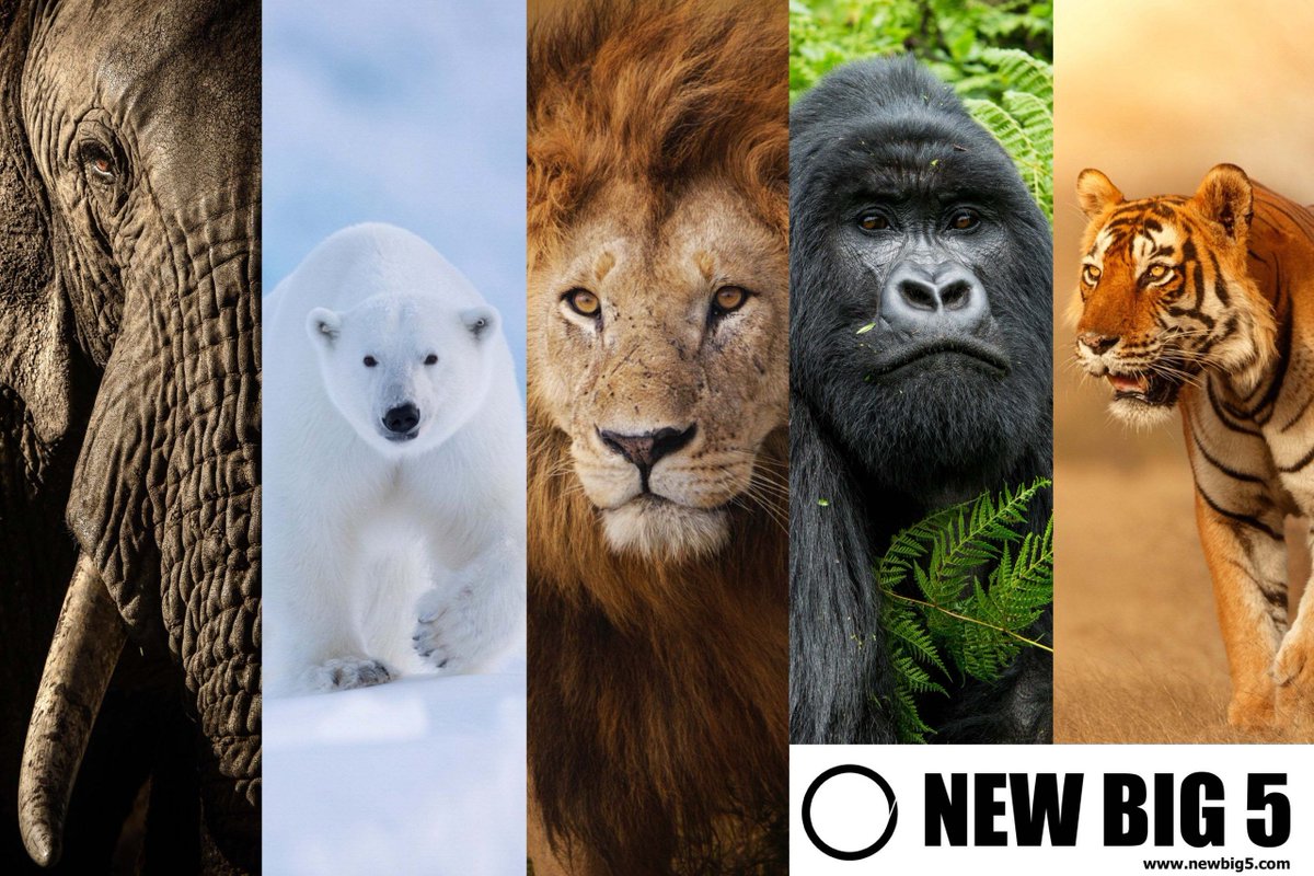 Did you hear? The world voted and after a year, we have a 'New Big 5' of Wildlife Photography! newbig5.com/results/ #wildlife #wildlifephotography #newbig5 #endangeredspecies #conservation
