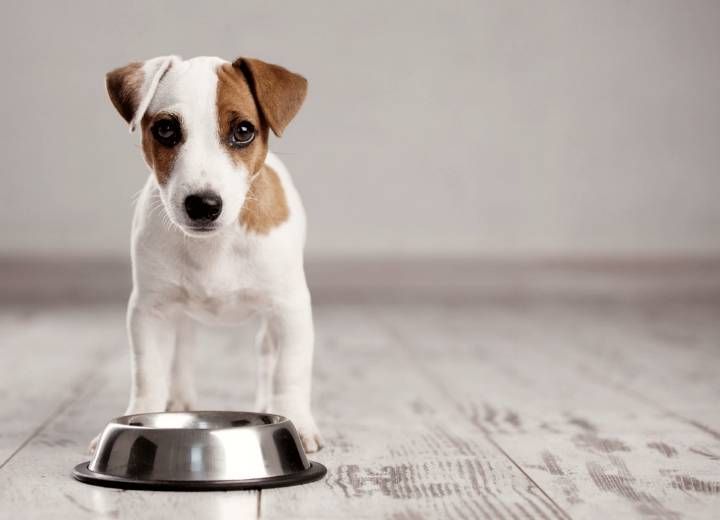 TrainThatPooch's tweet photo. Here are five great tips for buying your pet food online in the comfort of your home: https://t.co/UnSKJlvE4r #buyonline #BuyPetFoodOnline https://t.co/Q3YhdeUk2B