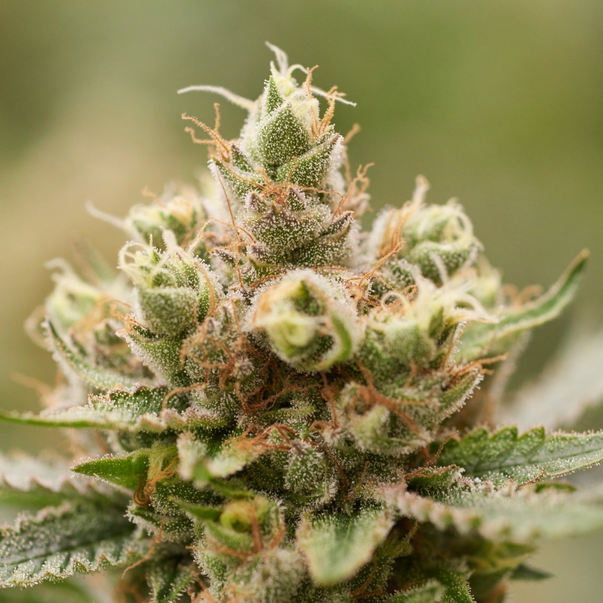 BackboneSuccess's tweet photo. People who like frosty flowers like @backbonesoftware. ✌️
•
•
•
#tuesdaytrichomes #tuesdayterps #backbonesoftware #cannatech #cannabistech #supplychain #cannabiscommunity #cannabis #cannabisindustry #cannabismarket #cannabisinvestors #canadacannabiscommunity #hemp https://t.co/UN3Pe28w9Z