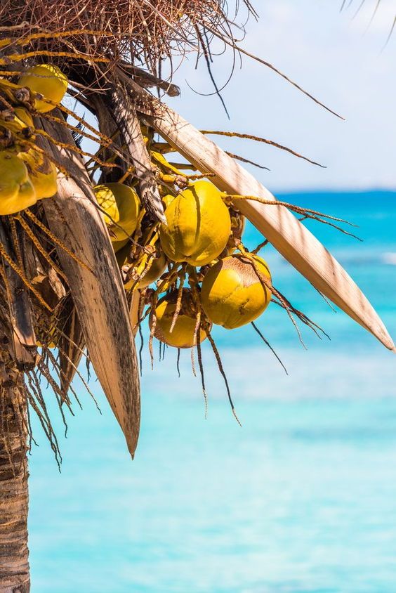 Tuesday in Mauritius be like
Have you tasted the fresh coconut water ??? 
#tuesdaymotivations