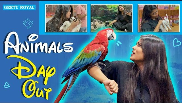 GalattaGeetu's tweet photo. Watch my latest video A Day With Animals and more.

Link: https://t.co/0uiyGGfi8R

#GeetuVlogs #GalattaGeetu #birds #husky https://t.co/mtLyvvqyVI