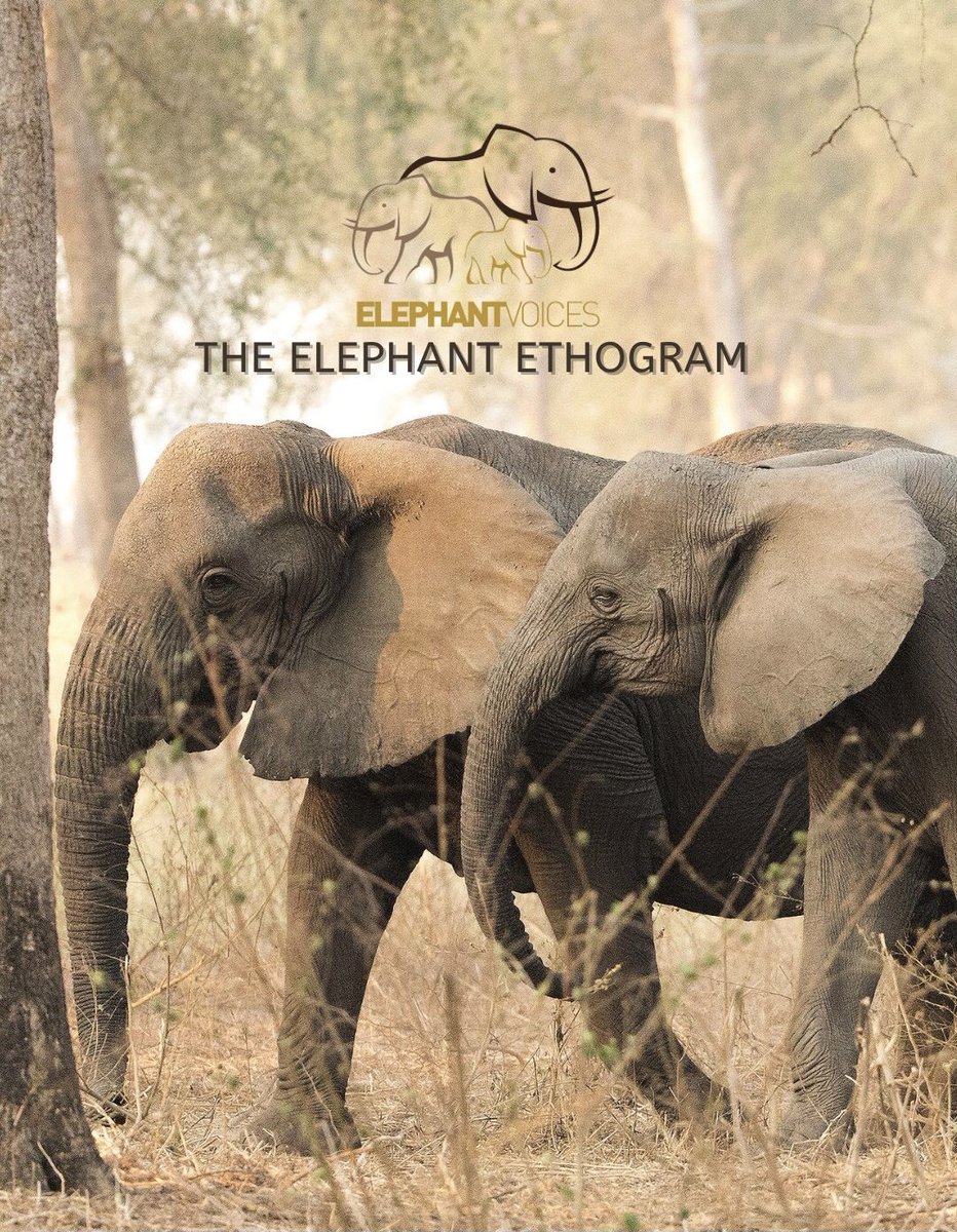 elephantvoices's tweet image. The Elephant Ethogram is now live! #TheElephantEthogram

We are very excited to finally be able to share it with you - To access it, please use this link: elephantvoices.org/elephant-ethog…