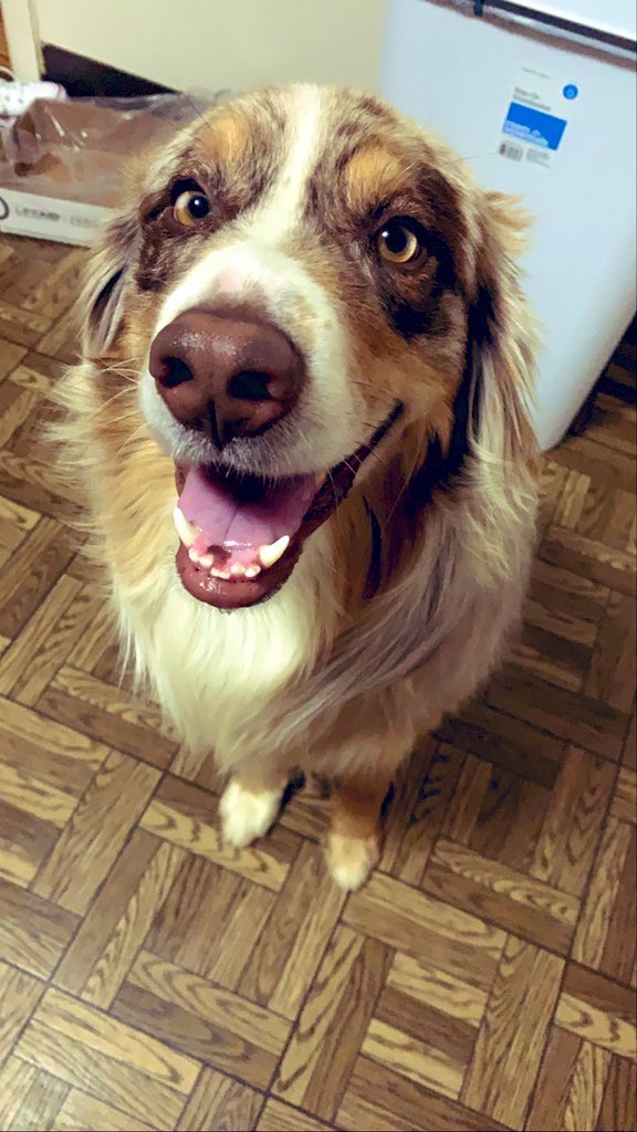 HartiganMorgan's tweet photo. @cj_strauch23 Leo said “bark” I think that means hi but your guess is as good as mine https://t.co/1qZW7HChF1