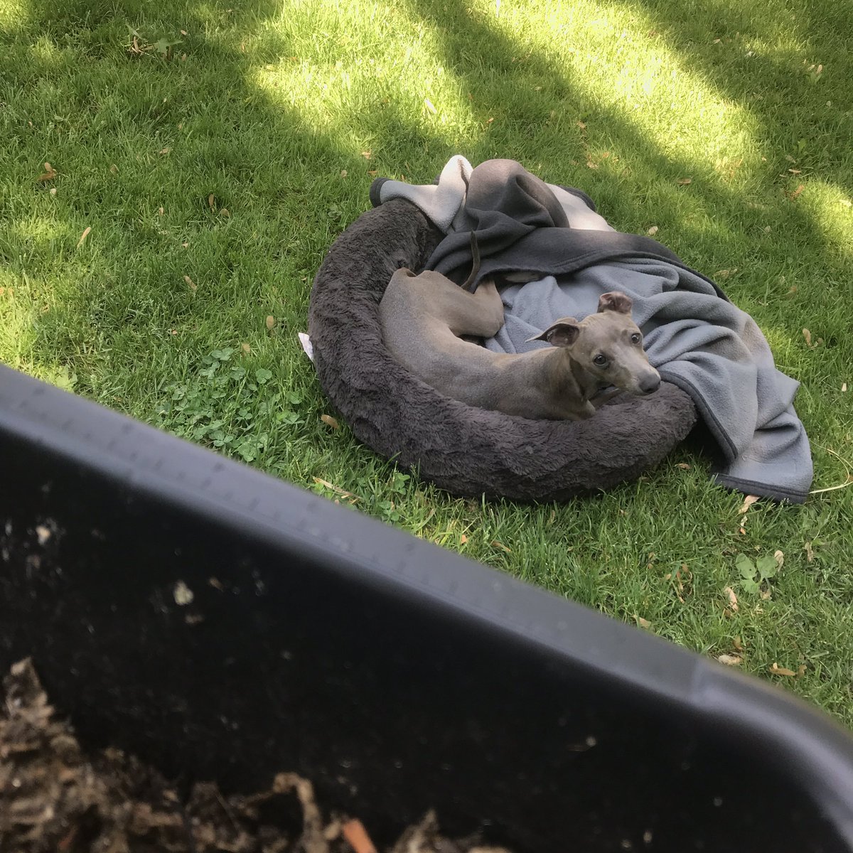 ModernWormCo's tweet photo. Counting #WormCocoons with Moira the #Iggy at my side and @listen2mepod in my ears. Today is a good day! https://t.co/XrUyIbrrkH