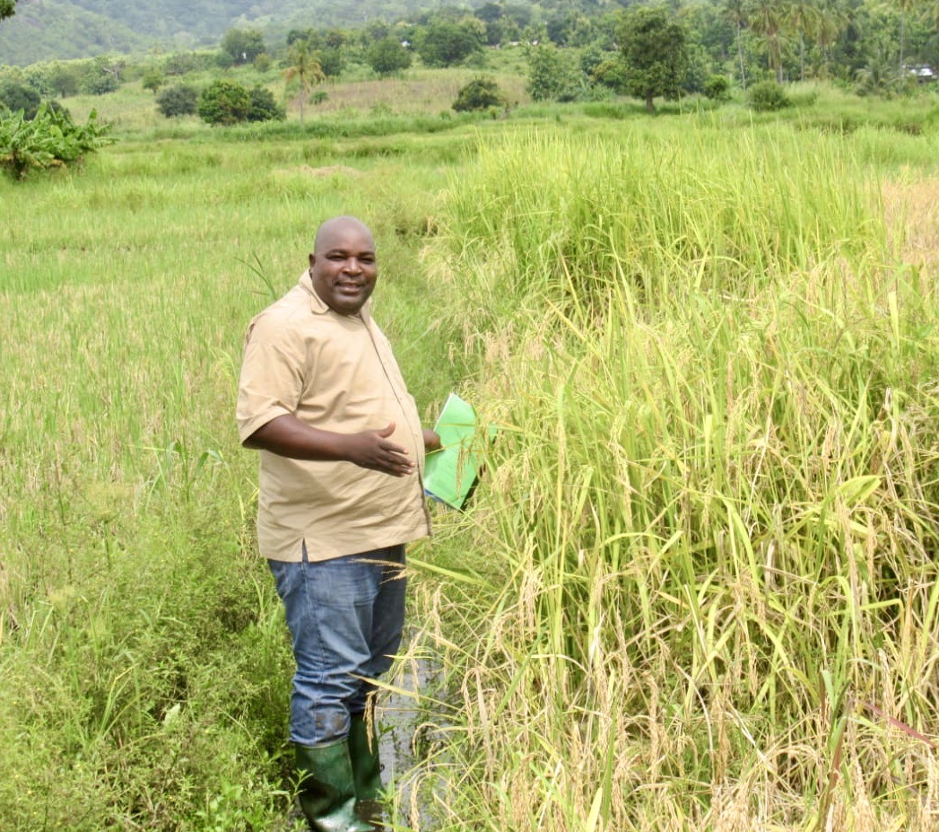 Autumn graduation
William Titus Suvi, Tanzania
PhD Thesis Title:
Breeding for Resistance to Rice Yellow Mottle Virus and Improved Yield in Rice in Tanzania
Read more: bit.ly/3ul4bsg
@AGRAAlliance